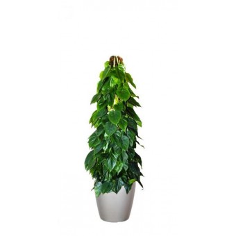 Philodendron scandens / brasil 27/150 cm in Lechuza classico LS43 cm